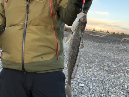 サーフ　ヒラメ狙いで・・・